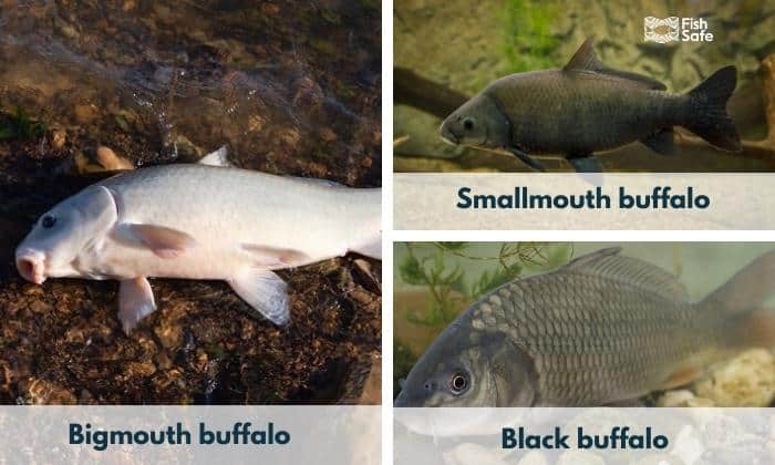 3-types-of-buffalo-fish
