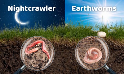 Behavior-of-Earthworms-vs-Nightcrawlers