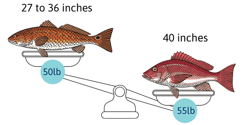 Biology-of-Redfish-Vs-Red-Snappers