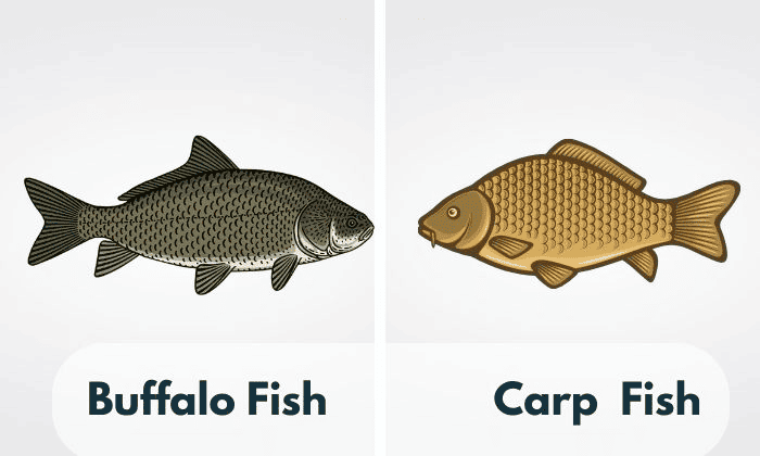 Buffalo-Fish-Vs-Carp