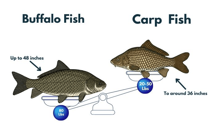 Buffalo-Fish-and-Carp--Biology