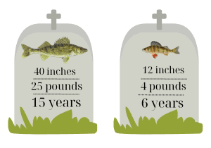 Contrasting-biology-Walleye-and-Perch
