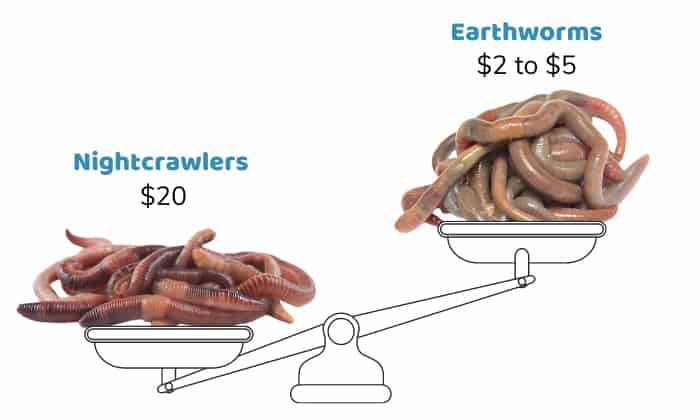 Earthworms-cheaper-than-Nightcrawlers