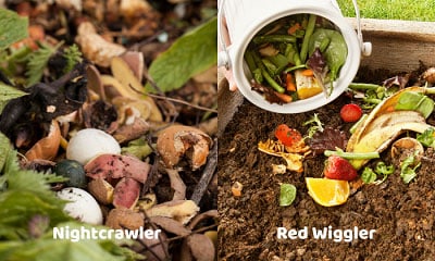 Eating-behavior-of-Red-Wiggler-vs-Nightcrawlers