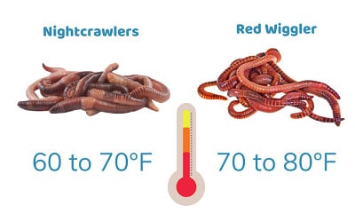 Habitat-Temperature-of-Red-Wiggler-vs-Nightcrawlers