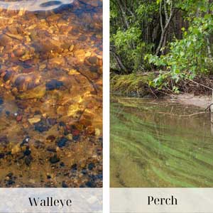 Habitat-preferences-of-Walleye-and-Perch