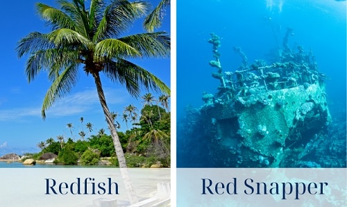 Habitats-of-Redfish-Vs-Red-Snapper