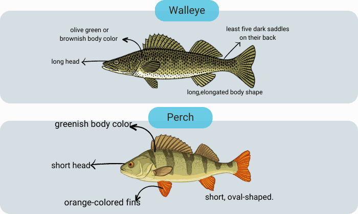 Identifying-Walleye-and-Perch