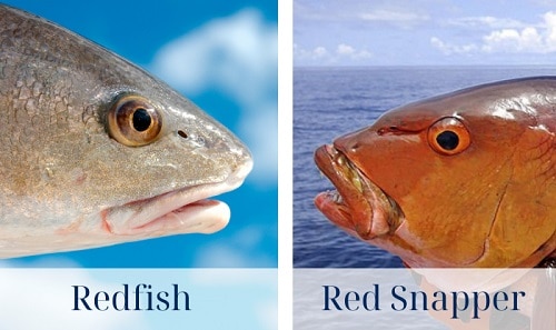 Mouth-shape-of-Redfish-and-Red-Snapper
