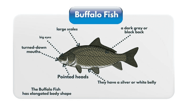 Physical-Appearance-of-Buffalo-Fish
