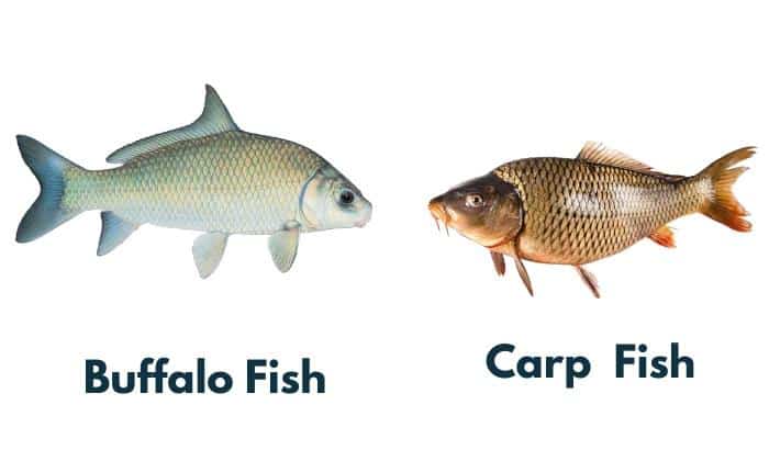 Physical-Appearance-Buffalo-Fish-Vs-Carp-Fish