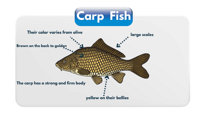 Physical-Appearance-of-Carp-Fish