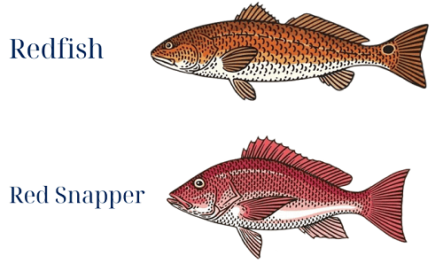 Red-Hue-of-Redfish-and-Red-Snappers