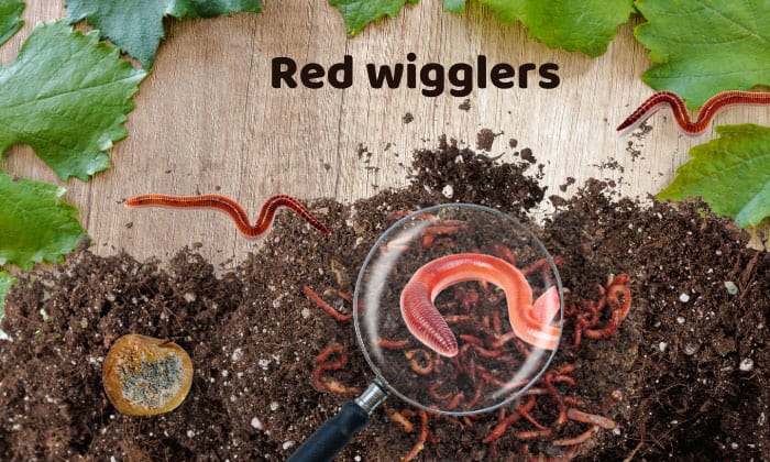 Red-Wigglers