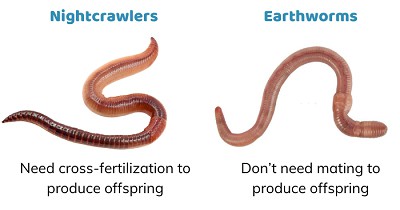 Reproduction-of-Earthworms-vs-Nightcrawlers