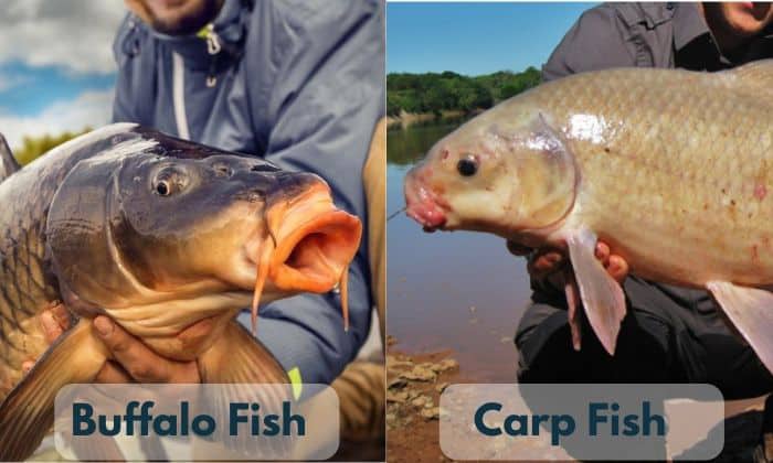 Similarities-Between-Buffalo-Fish-and-Carp