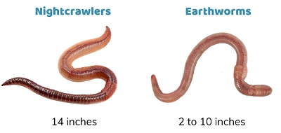 Size-of-Earthworms-vs-Nightcrawlers