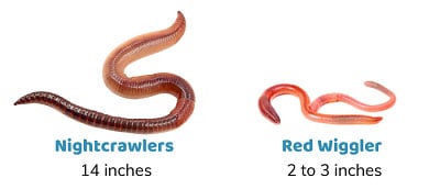 Size-of-Red-Wiggler-vs-Nightcrawlers