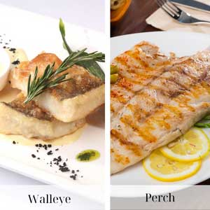 Taste-and-texture-of-Walleye-and-Perch