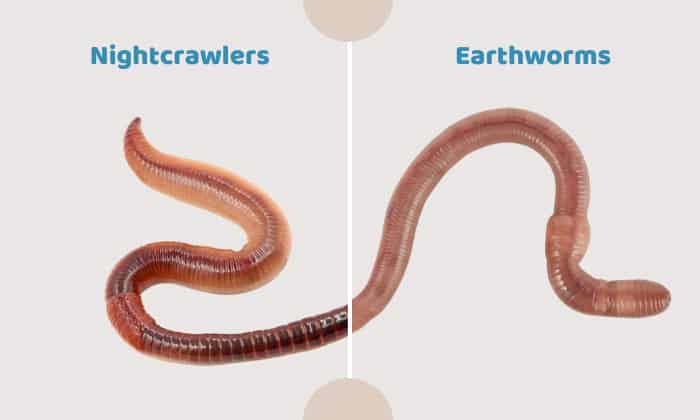 The-Similarities-of-Earthworms-vs-Nightcrawlers