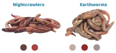 The-color-of-Earthworms-vs-Nightcrawlers
