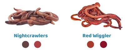 The-color-of-Nightcrawlers-vs-Red-Wiggler