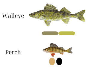 Unique-physical-appearance-of-Walleye-and-Perch