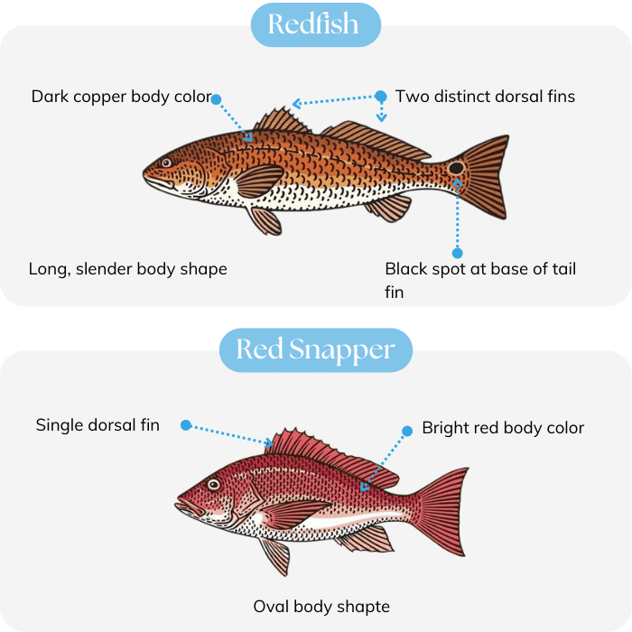 difference-between-redfish-and-red-snapper