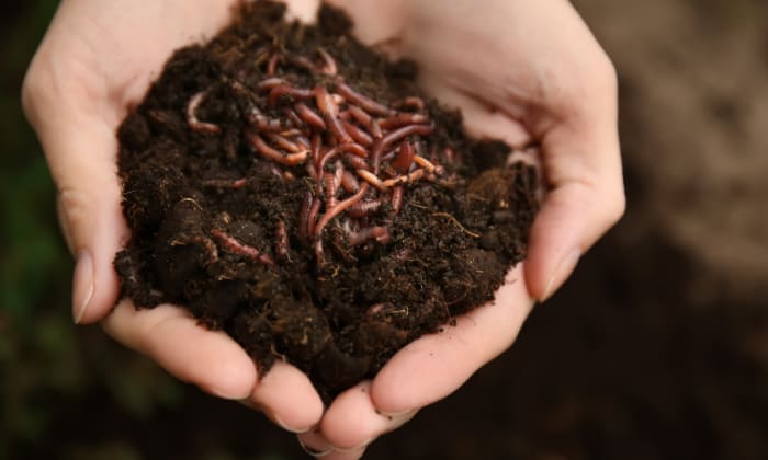find-worms-in-your-backyard