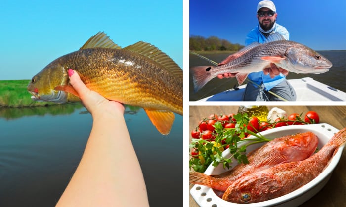 is-redfish-the-same-as-red-drum