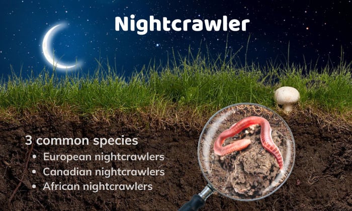nightcrawler-worm