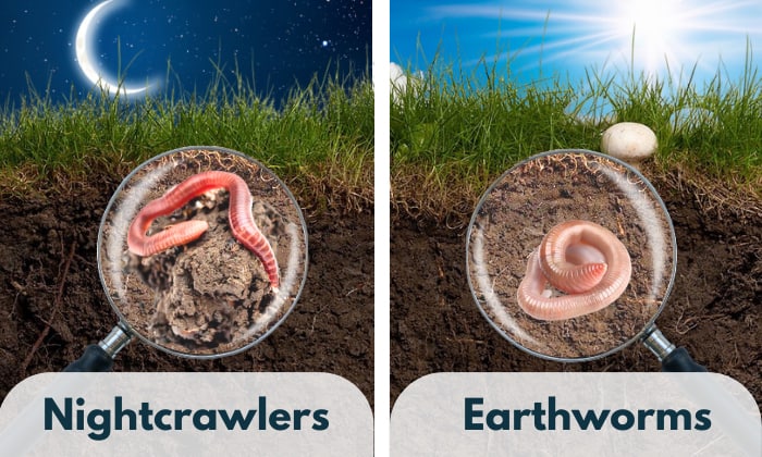 nightcrawlers vs earthworms