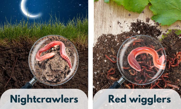 red wigglers vs nightcrawlers