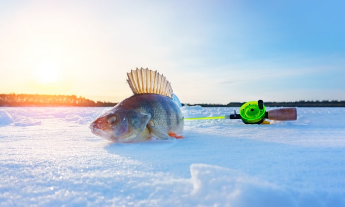 use-fish-finder-for-ice-fishing