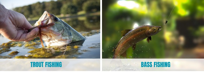 bass-vs-trout-fishing