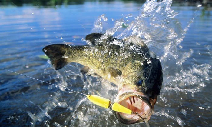 overview-of-bass-fishing