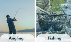 angling vs fishing