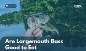 are largemouth bass good to eat