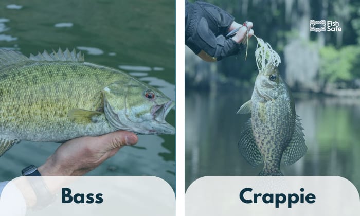 crappie vs bass