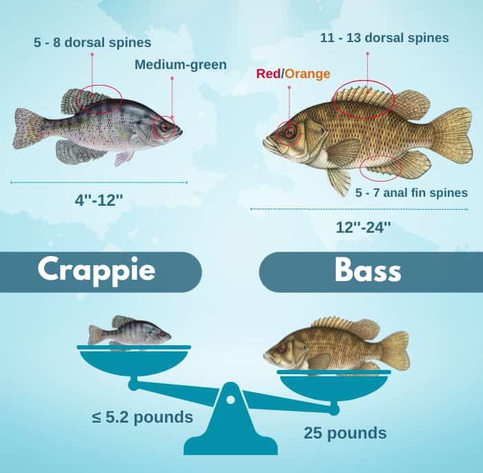 differences-between-bass-and-crappie