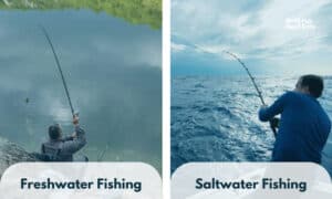 freshwater fishing vs saltwater fishing
