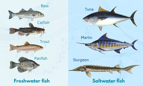 types-of-fish-in-saltwater-vs-freshwater-fishing