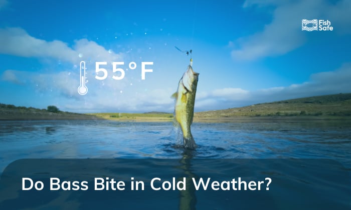 Do Bass Bite in Cold Weather